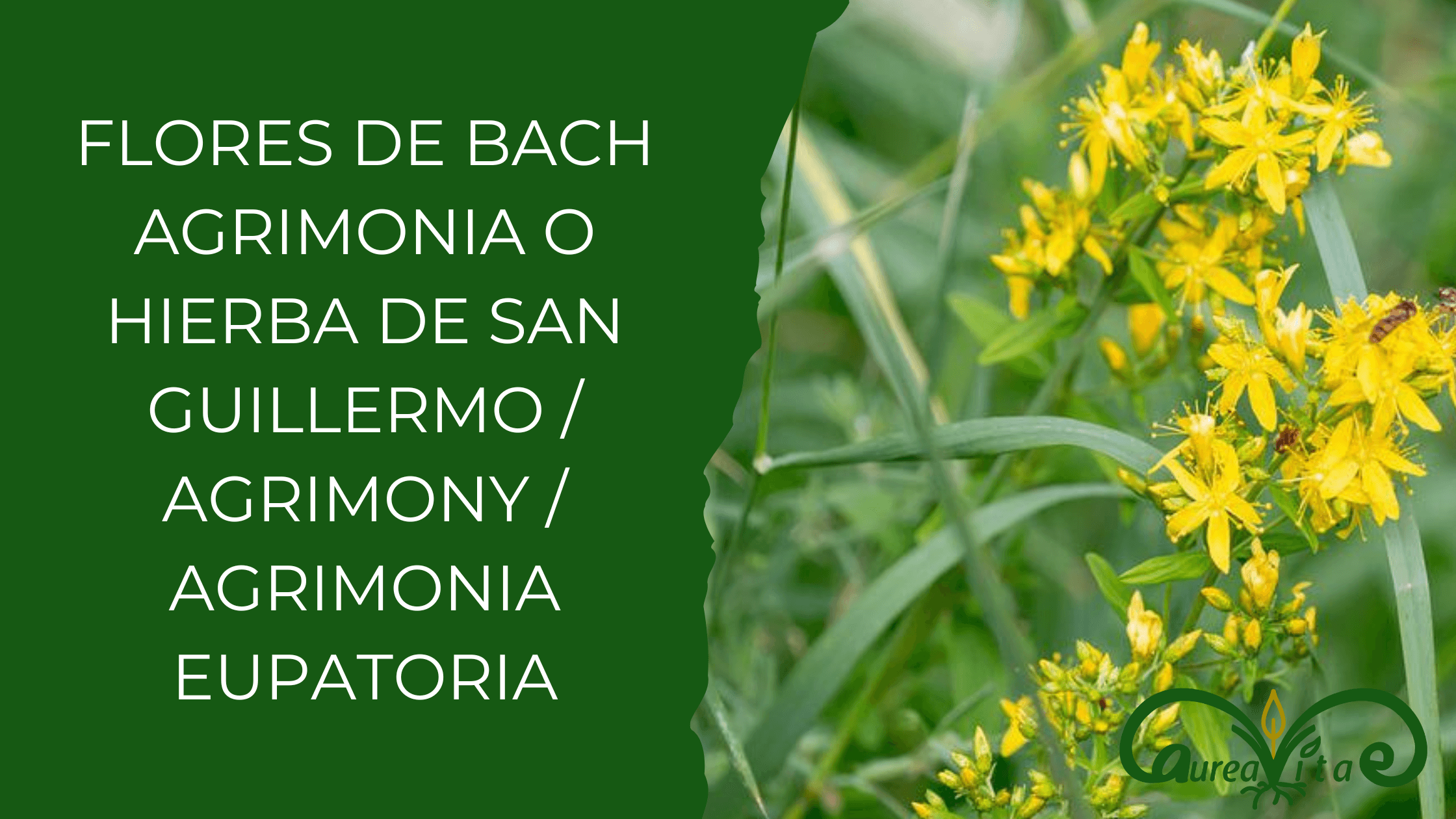 Flor de Bach AGRIMONIA O HIERBA DE SAN GUILLERMO / Agrimony